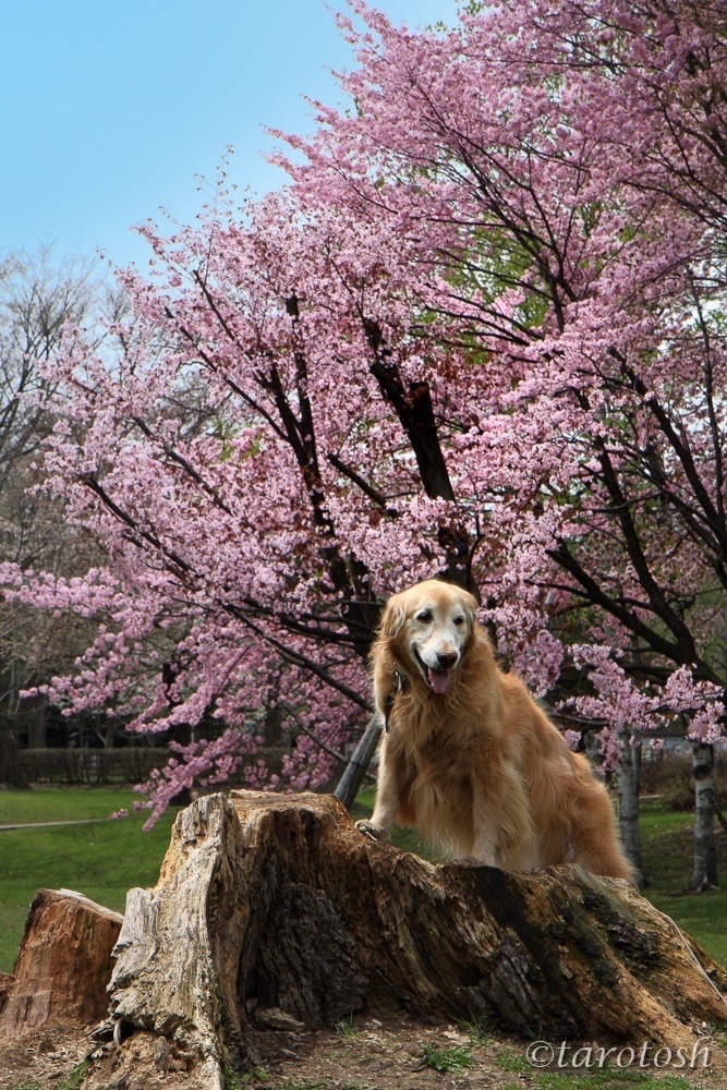 桜と犬.JPG